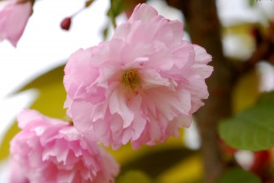 Prunus serrulata 'Kanzan' - višeň ozdobná - květ